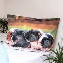 Pościel bawełniana 140x200 Świnka morska poszewka 70x90 Pościel bawełniana 140x200 Świnka morska poszewka 70x90