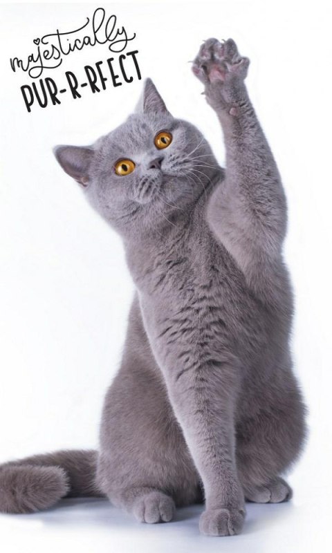 Ręczniczek do przedszkola 30x50 Cat bengalski kot dziecięcy Babies Ręczniczek do przedszkola 30x50 Cat bengalski kot dziecięcy Babies
