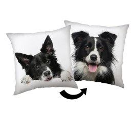 Poduszka dekoracyjna 40x40 Border Collie biaa czarna JF24