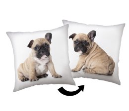 Poduszka dekoracyjna 40x40 Bulldog biała beżowa JF24