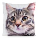 Poszewka dekoracyjna 45x45 Animal 71 Kotek Eurofirany Poszewka dekoracyjna 45x45 Animal 71 Kotek Eurofirany